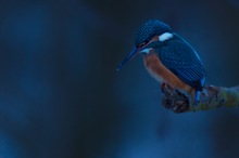 Eisvogel