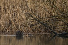 Baby an Bord ( Nutria)