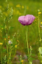 blauer Mohn