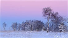 Winterstimmung im Hohen Venn