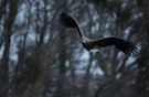 Adulter Seeadler