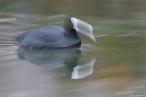Der Roadrunner unter den Wasservögeln ;-)