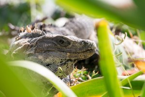 Leguan in Mexiko