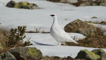 Schneehuhnmännchen