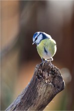 Blaumeise im Gegenlicht