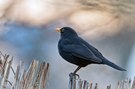 Amsel im Abendlicht