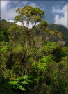 Regenwald