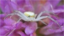 *Misumena vatia*