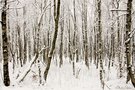 im winterlichen roten Moor