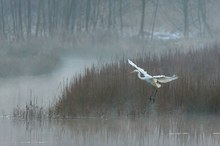 Morgens am Wasser