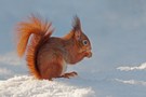 als die Hörnchen noch Schnee hatten,