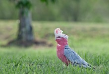 Galah...