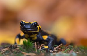 Erwin Pils:  Feuersalamander