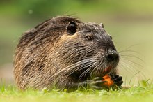 Nutria