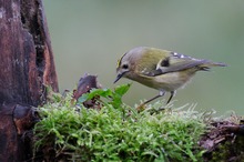 Goldhähnchen