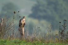 Buteo buteo