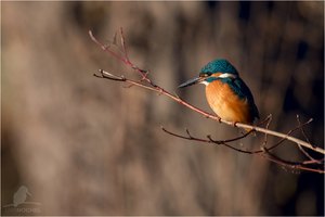 Eisvogel (Alcedo atthis)