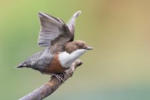 Der Sprung der Wasseramsel