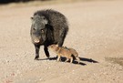Javelina Nabelschweine