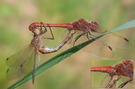 Vagrant darter - tandem