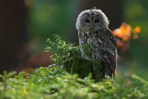 Waldkauz (Strix aluco)