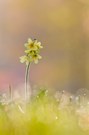 Schlüsselblume am Morgen