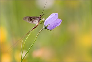 Eintagsfliege