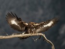 Junger Steinadler
