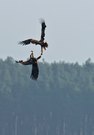 Balz der Seeadler