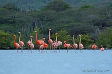 Flamingos