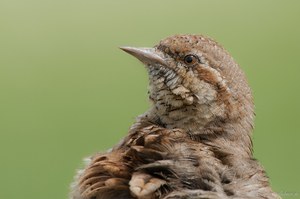 Wendehals-Portrait