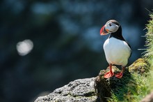 Papageitaucher  oder Puffin oder Lundi