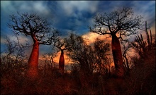 3 Baobabs bei Ifaty