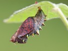 Die Puppe des Brombeer-Perlmutterfalters