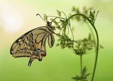 Schwalbenschwanz im leichten Gegenlicht