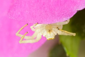 Veränderlich Krabbenspinne