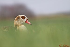 Ich bin eine Nilgans und kein Blässhuhn