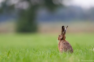 Warten auf den Frühling