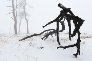 Der schwarze Mann im Venn