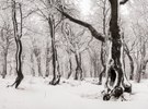 Winter im Geisterwald