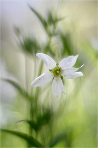 Waldsternchen