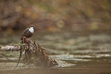 wasseramsel