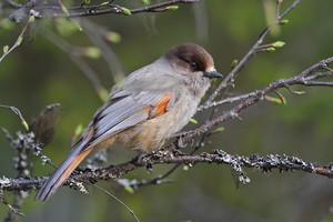 Unglückshäher [Perisoreus infaustus]