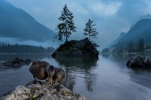 Enten am Malerwinkel