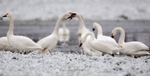 "Keinohrschwan", auch kein Geflüster...