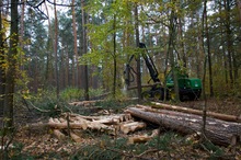 Harvester oder auch Vollerntemaschine beim Einsatz im Bestand