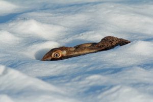 Hase im Schnee