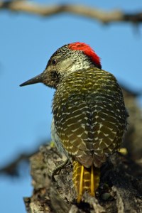 Cerdinal Woodpecker