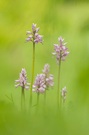 Noch was aus der Orchideenwiese