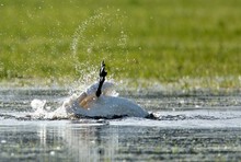 Eigenwilliges Wasserfahrzeug...